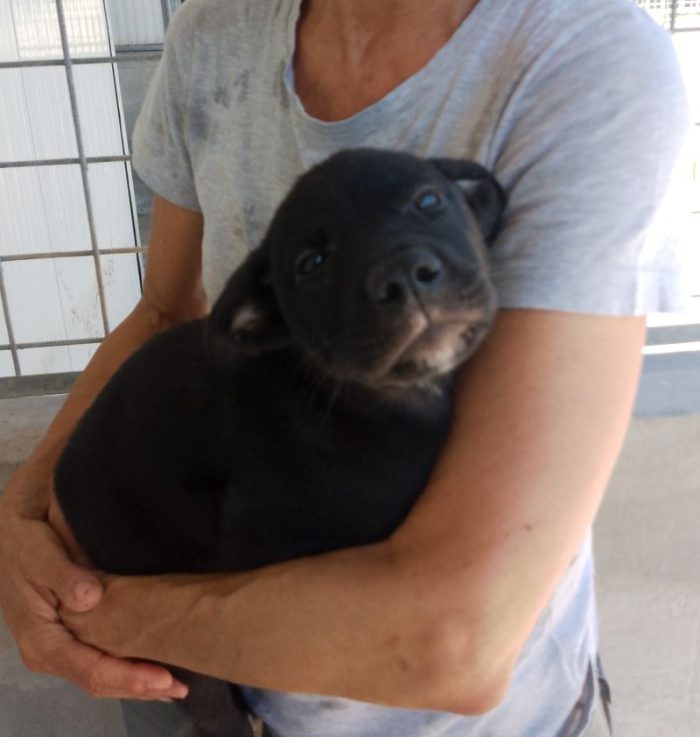 MAIA CUCCIOLA TENERA CERCA CASA
