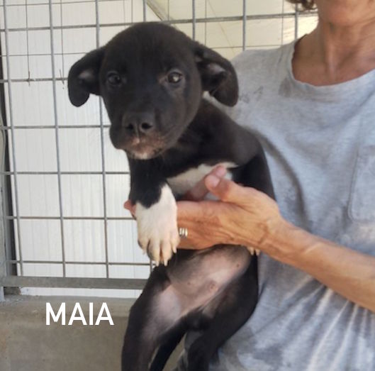 MAIA CUCCIOLA TENERA CERCA CASA