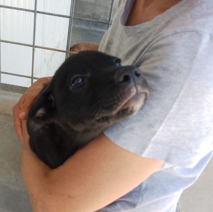 MAIA CUCCIOLA TENERA CERCA CASA - media 6