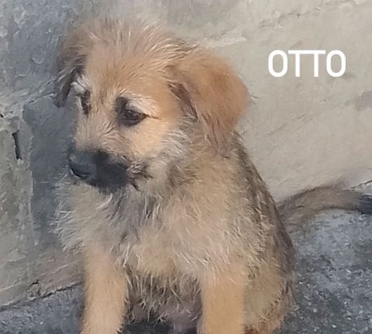 OTTO CUCCIOLO DAL PELO RUVIDO CERCA CASA