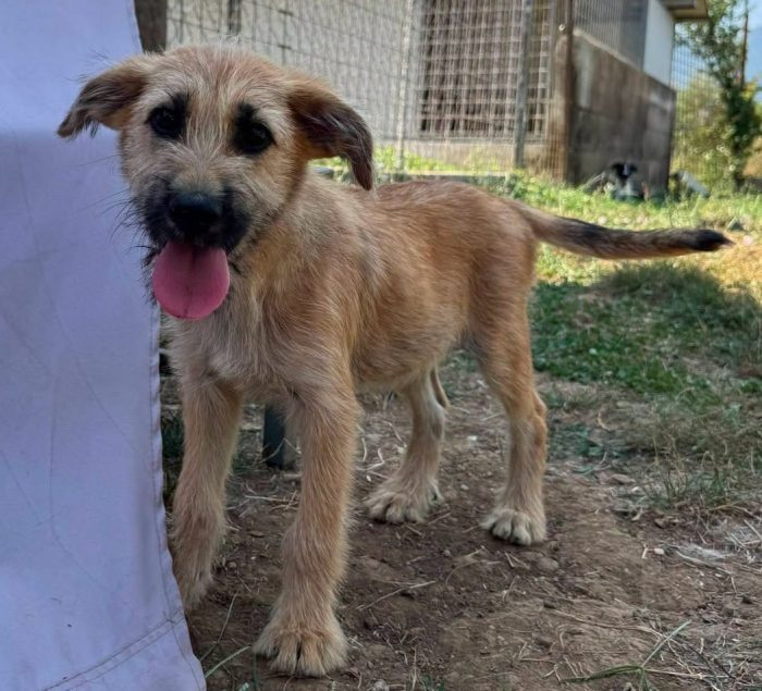 OTTO CUCCIOLO DAL PELO RUVIDO CERCA CASA