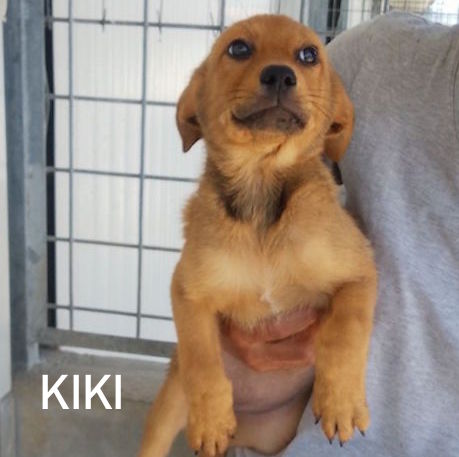 KIKI DOLCE CUCCIOLA CERCA CASA