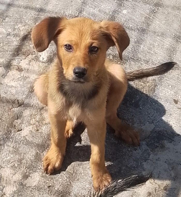 KIKI DOLCE CUCCIOLA CERCA CASA