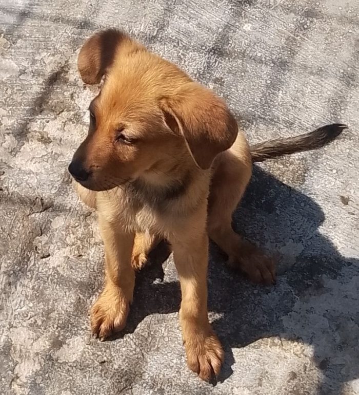 KIKI DOLCE CUCCIOLA CERCA CASA