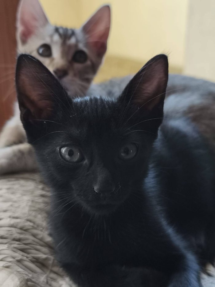 lupin e jigen cercano casa