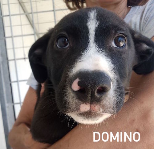 DOMINOO CUCCIOLO MERAVIGLIOSO CERCA CASA