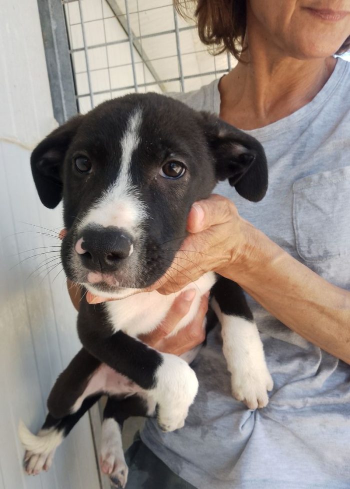 DOMINOO CUCCIOLO MERAVIGLIOSO CERCA CASA