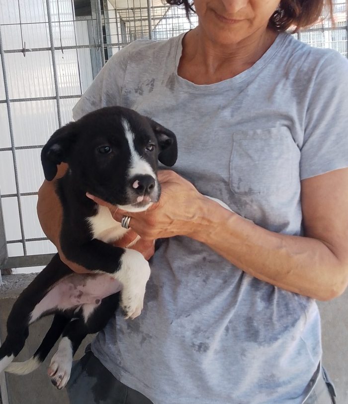 DOMINOO CUCCIOLO MERAVIGLIOSO CERCA CASA