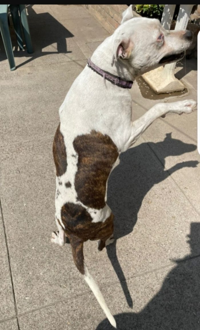 Pitbull adulta resa cieca ad 1occhio,buonissima,ok gatti CREMONA