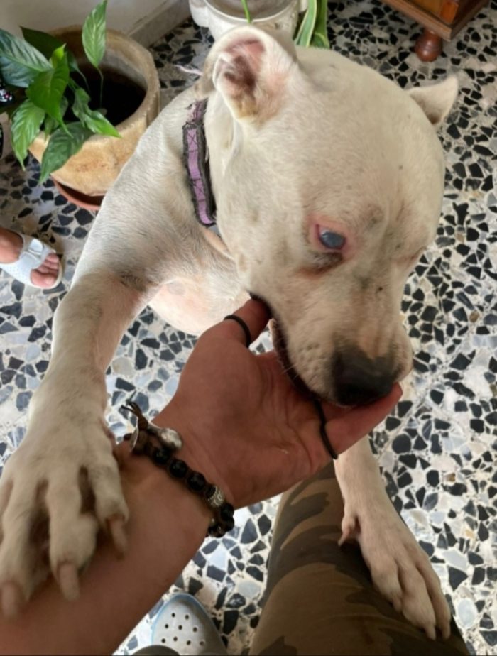 Pitbull adulta resa cieca ad 1occhio,buonissima,ok gatti CREMONA