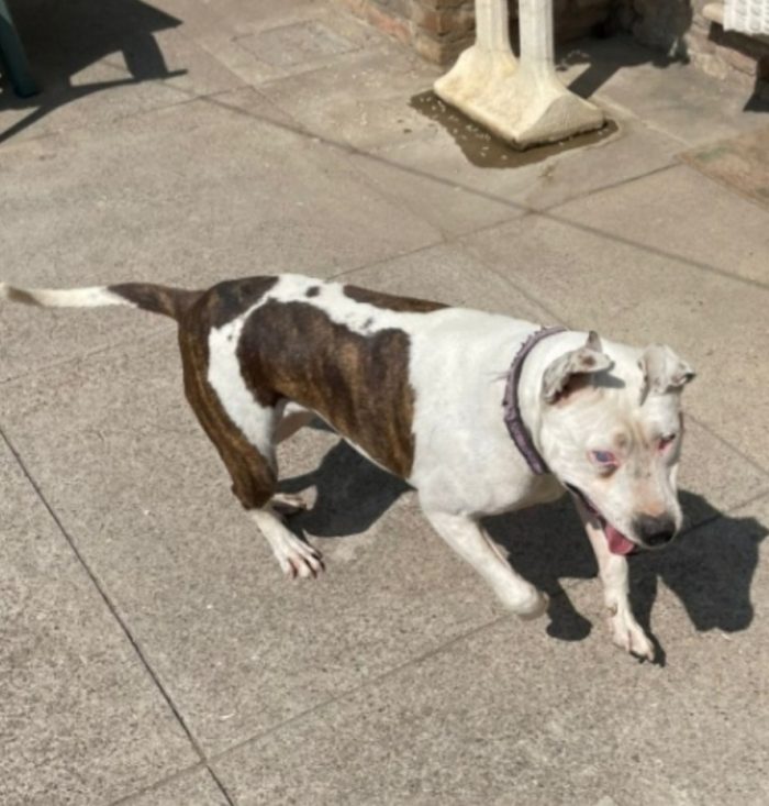 Pitbull adulta resa cieca ad 1occhio,buonissima,ok gatti CREMONA - media 5