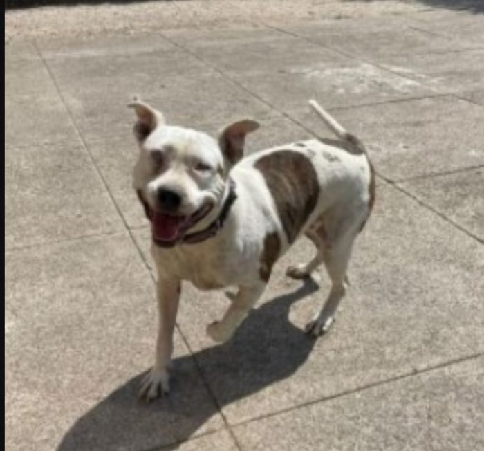 Pitbull adulta resa cieca ad 1occhio,buonissima,ok gatti CREMONA - media 7