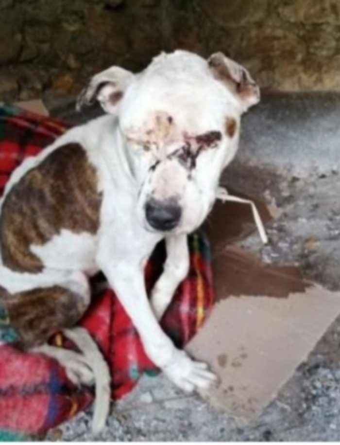 Pitbull adulta resa cieca ad 1occhio,buonissima,ok gatti CREMONA - media 8