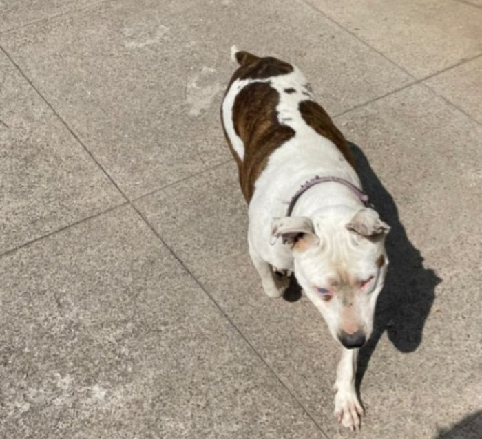 Pitbull adulta resa cieca ad 1occhio,buonissima,ok gatti CREMONA - media 4