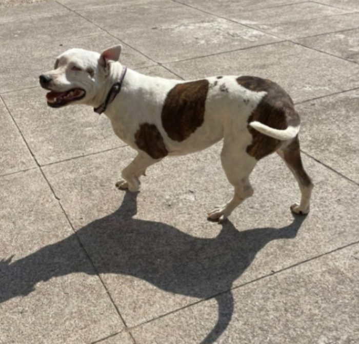 Pitbull adulta resa cieca ad 1occhio,buonissima,ok gatti CREMONA - media 6