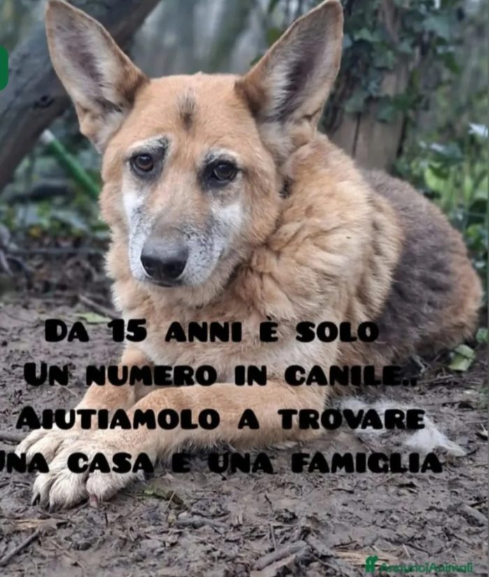 Pastore VISSUTO 15ANNI IN 1CANILE DEL SUD! SOS SPAZIO CON GIARDINO.FIRENZE
