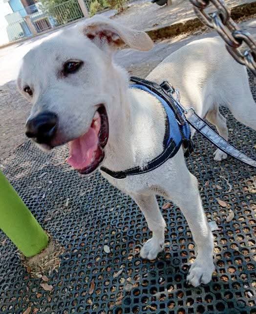 5mesi mix Labrador ok gatti URGENTE AIUTO STALLO O ADOZIONE! ORGOSOLO( NU)