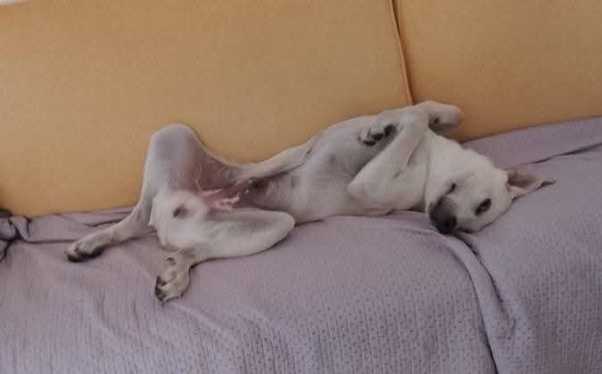 5mesi mix Labrador ok gatti URGENTE AIUTO STALLO O ADOZIONE! ORGOSOLO( NU)