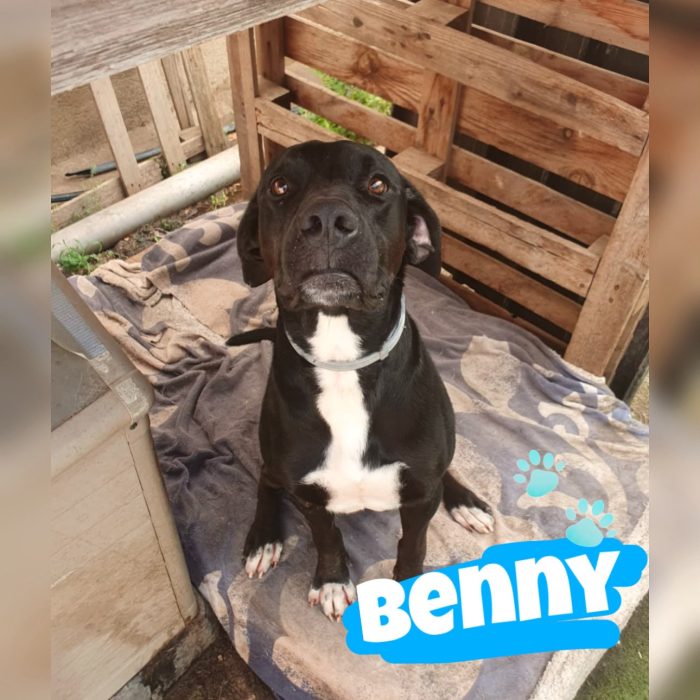 Benny 1 anno e mezzo di puro amore