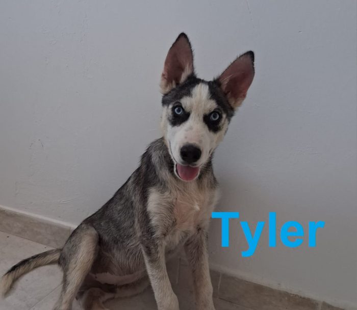 Tyler cucciolo simil husky cerca famiglia