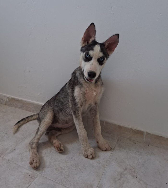 Tyler cucciolo simil husky cerca famiglia
