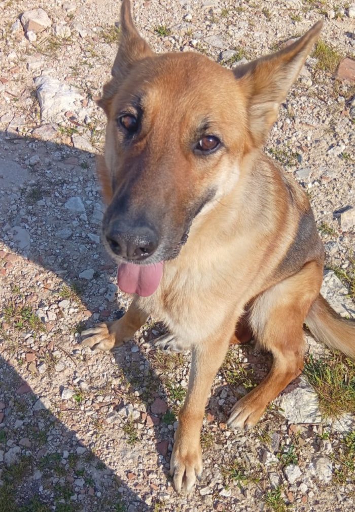 Pastore Tedesco 6anni splendida,dopo l'intervento NON PUÒ TORNARE IN CANILE.OFFRIAMO AIUTO X CHI L'ACCOGLIE! PUGLIA