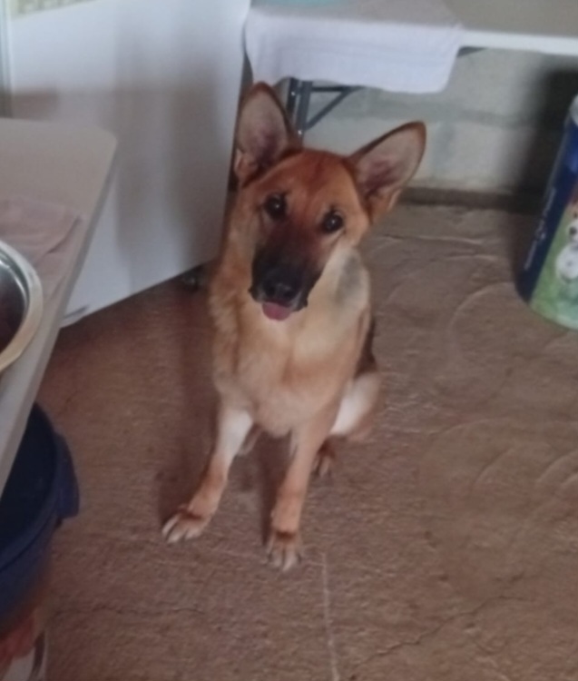 Pastore Tedesco 6anni splendida,dopo l'intervento NON PUÒ TORNARE IN CANILE.OFFRIAMO AIUTO X CHI L'ACCOGLIE! PUGLIA