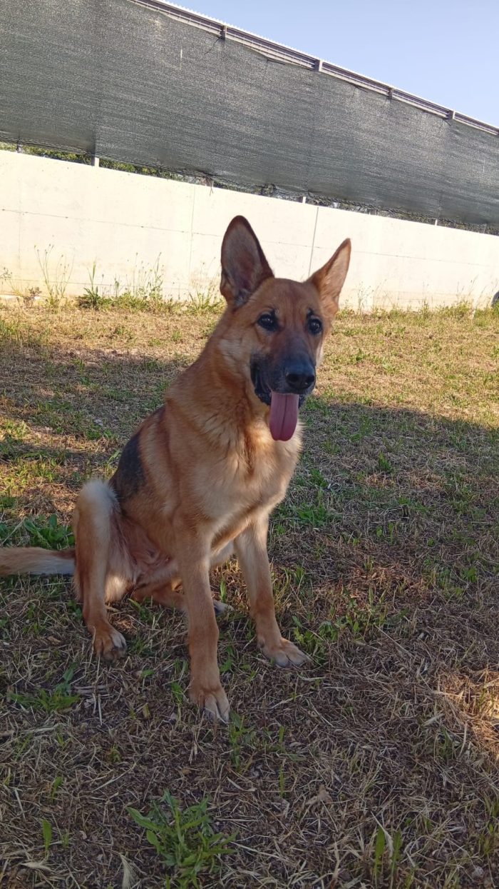 Pastore Tedesco 6anni splendida,dopo l'intervento NON PUÒ TORNARE IN CANILE.OFFRIAMO AIUTO X CHI L'ACCOGLIE! PUGLIA - media 4