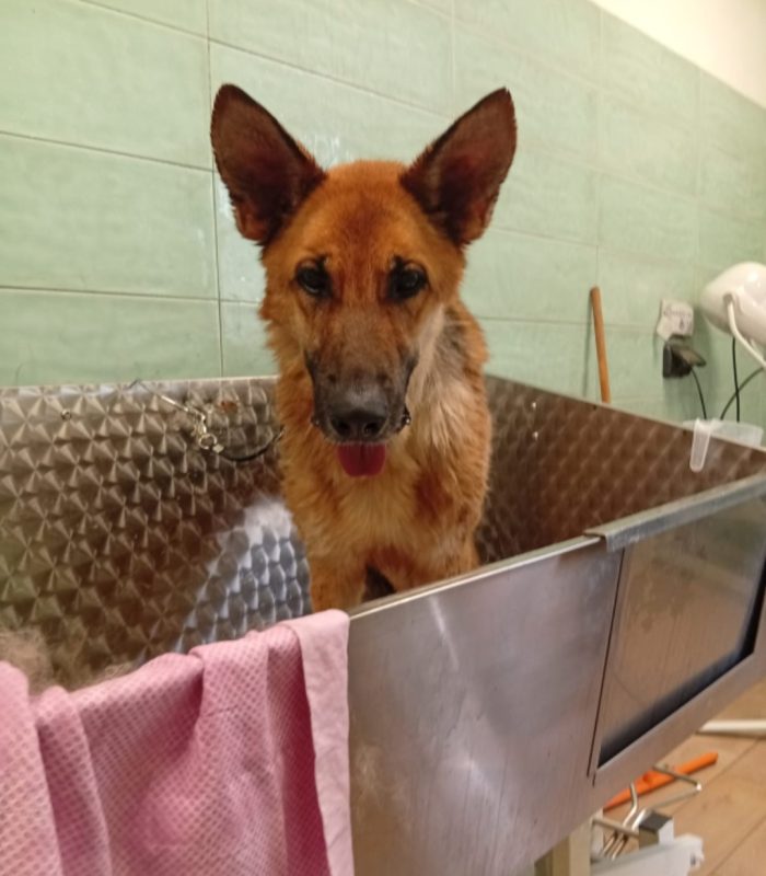 Pastore Tedesco 6anni splendida,dopo l'intervento NON PUÒ TORNARE IN CANILE.OFFRIAMO AIUTO X CHI L'ACCOGLIE! PUGLIA - media 5