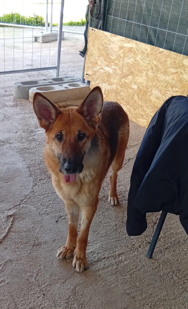 Pastore Tedesco 6anni splendida,dopo l'intervento NON PUÒ TORNARE IN CANILE.OFFRIAMO AIUTO X CHI L'ACCOGLIE! PUGLIA - media 7
