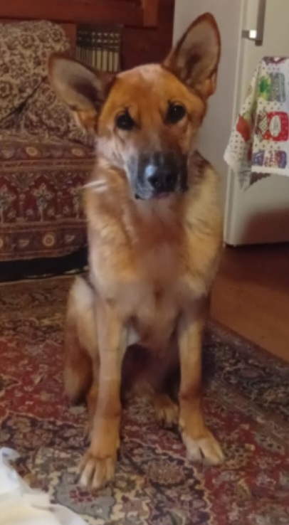 Pastore Tedesco 6anni splendida,dopo l'intervento NON PUÒ TORNARE IN CANILE.OFFRIAMO AIUTO X CHI L'ACCOGLIE! PUGLIA - media 6