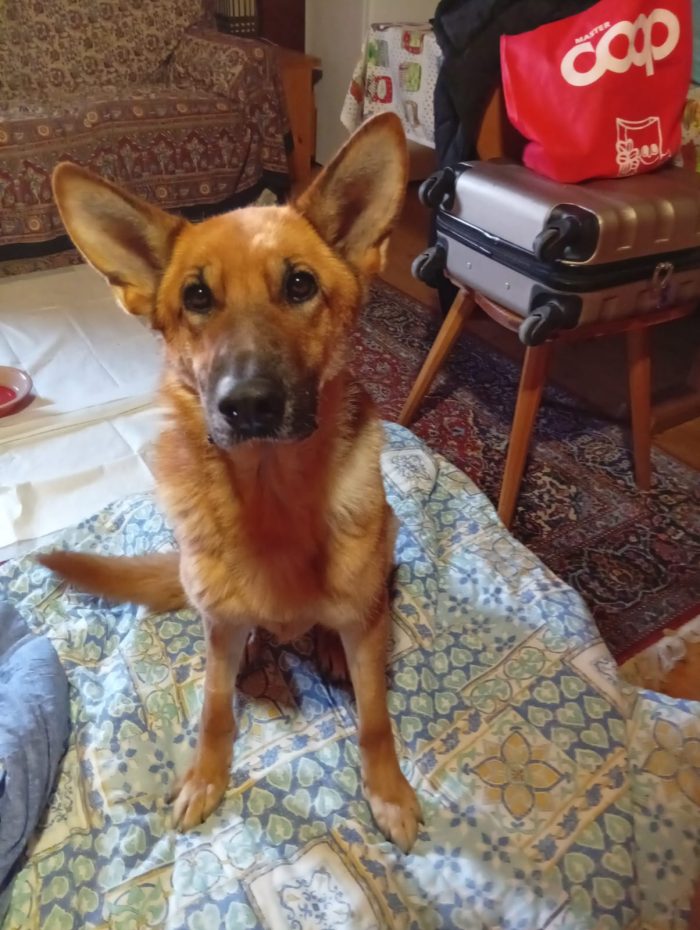 Pastore Tedesco 6anni splendida,dopo l'intervento NON PUÒ TORNARE IN CANILE.OFFRIAMO AIUTO X CHI L'ACCOGLIE! PUGLIA