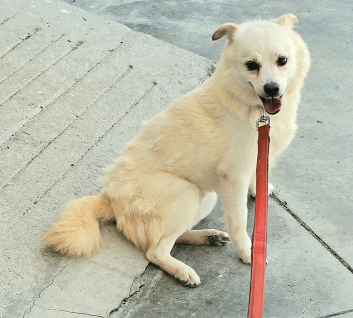 Leon 6 anni Taglia piccola