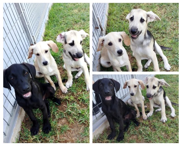 Cuccioli - media 5