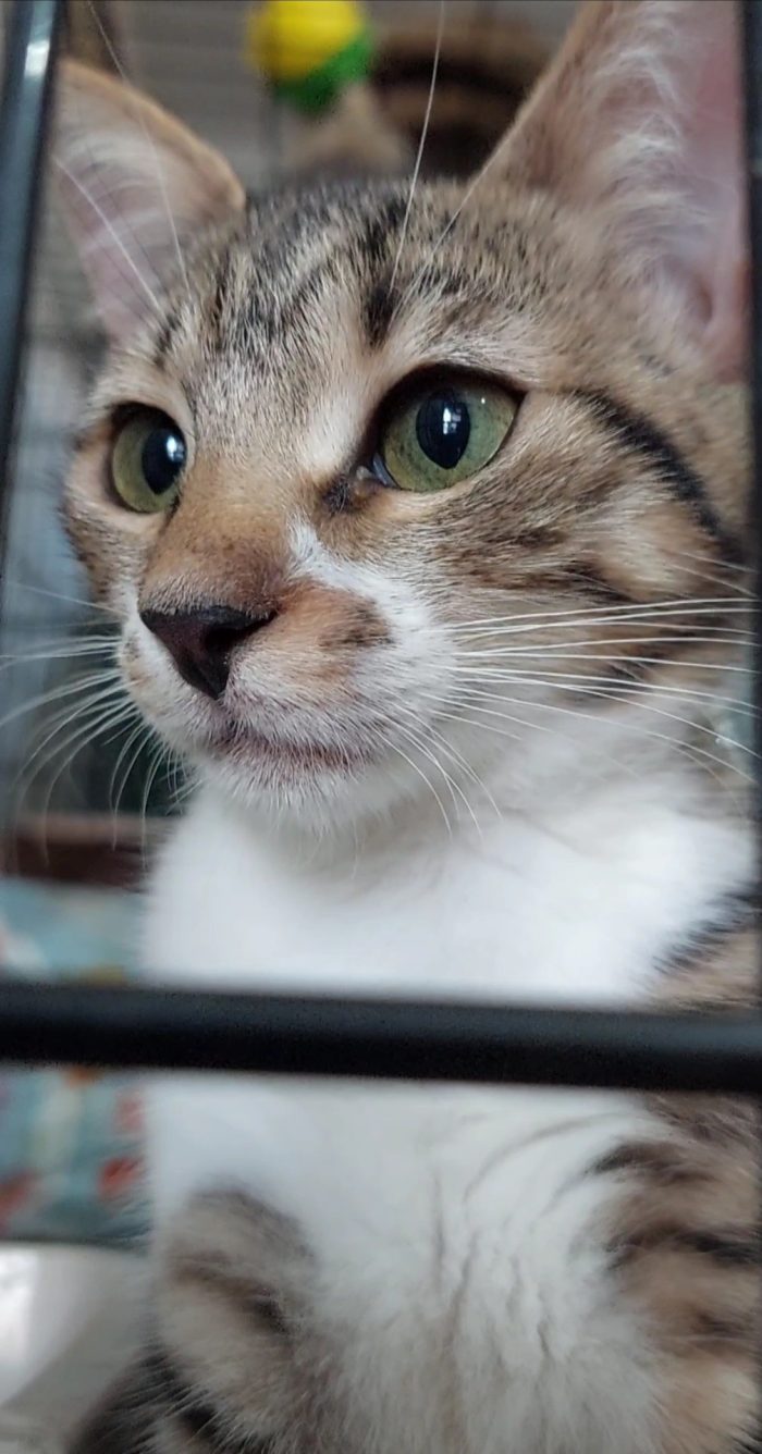 La piccola Selvaggia cerca casa ❣️
