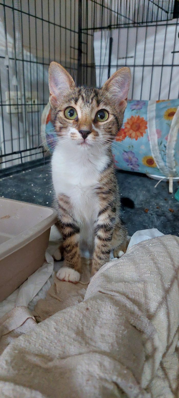 La piccola Selvaggia cerca casa ❣️