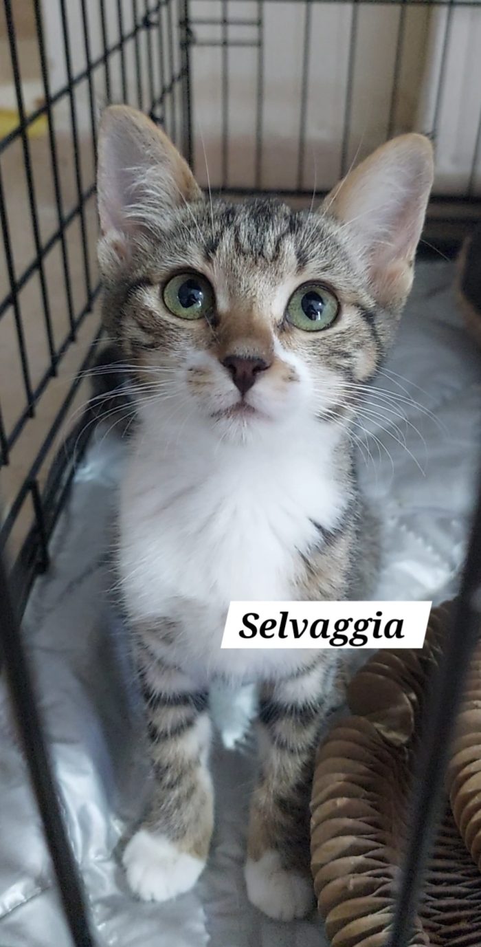 La piccola Selvaggia cerca casa ❣️ - media 4