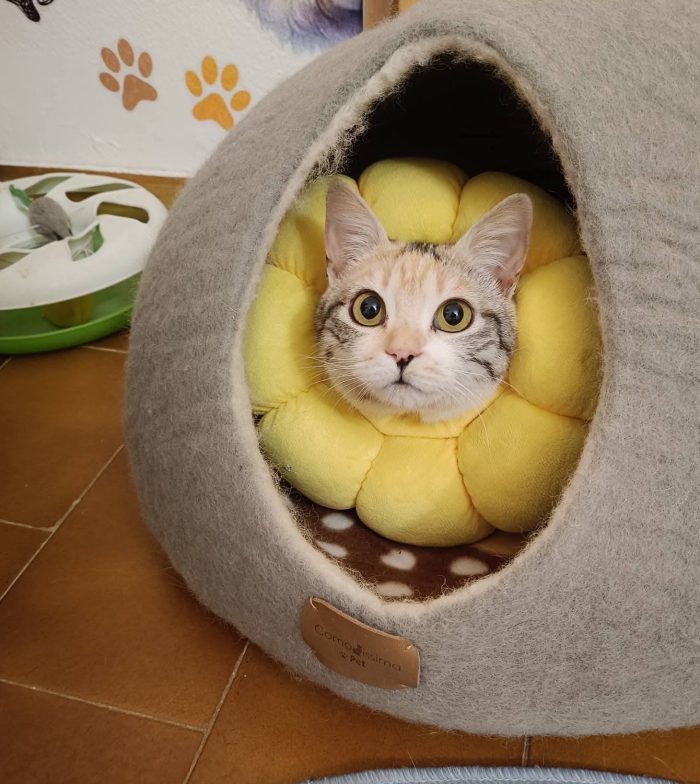 IRIDELLA, dolce micina in adozione!