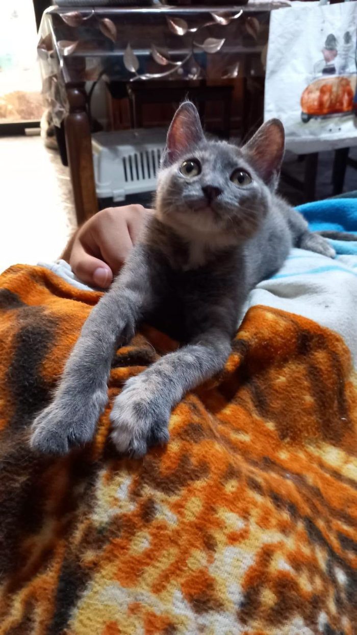 ZELDA, tenera gattina da adottare!