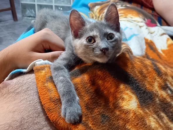 ZELDA, tenera gattina da adottare!