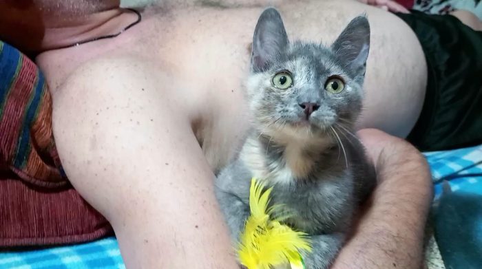 ZELDA, tenera gattina da adottare! - media 4