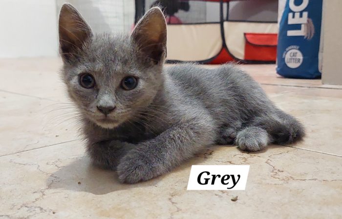 Grey simil certosino cerca casa ❣️