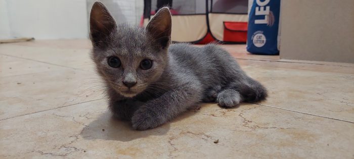 Grey simil certosino cerca casa ❣️