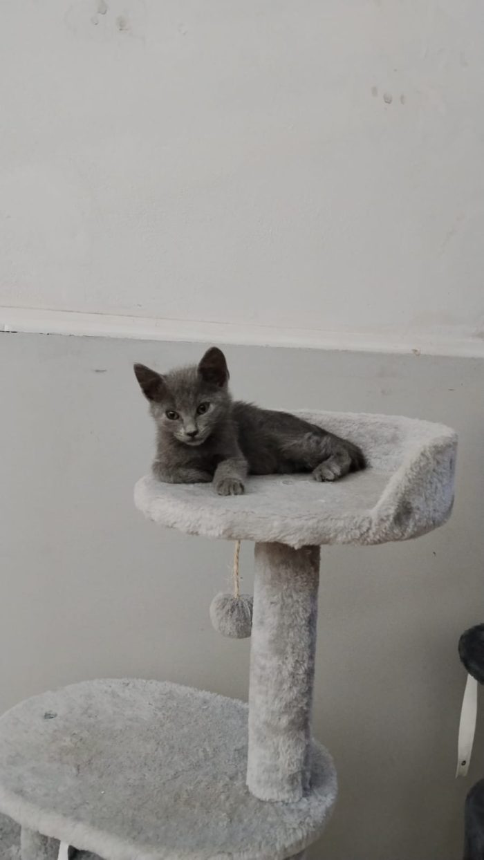 Grey simil certosino cerca casa ❣️