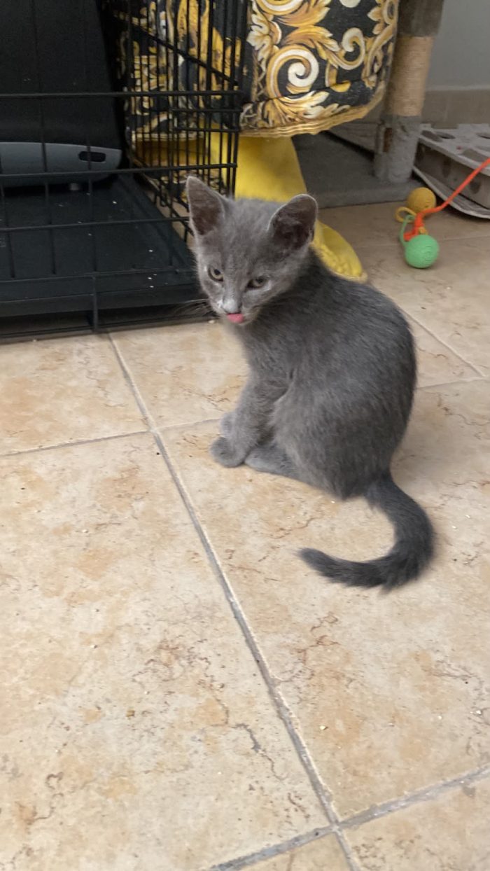 Grey simil certosino cerca casa ❣️ - media 4