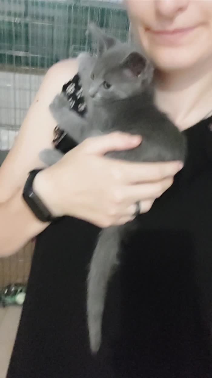 Grey simil certosino cerca casa ❣️ - media 6