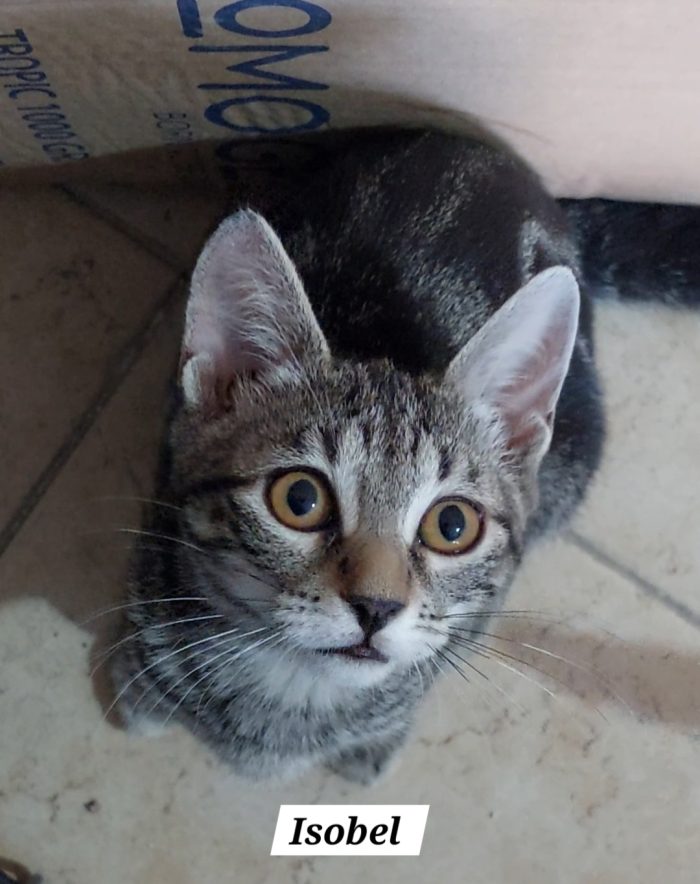 Isobel, bellissima tigrotta cerca casa ❣️