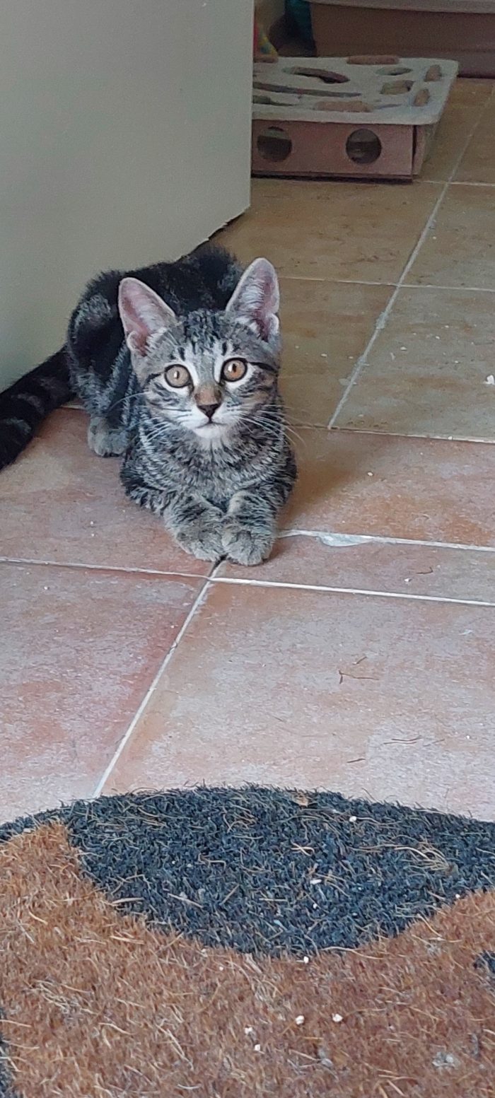 Isobel, bellissima tigrotta cerca casa ❣️