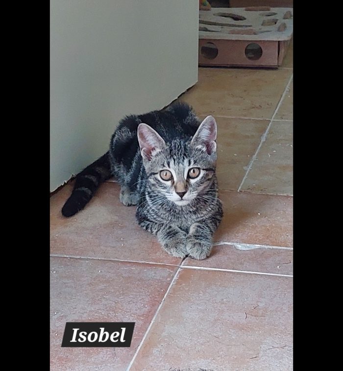 Isobel, bellissima tigrotta cerca casa ❣️