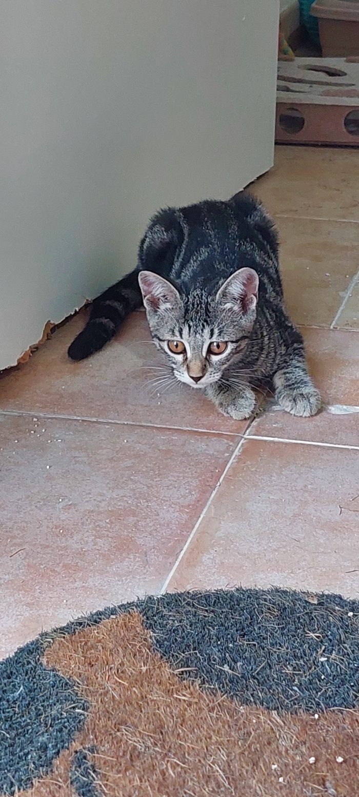 Isobel, bellissima tigrotta cerca casa ❣️ - media 4